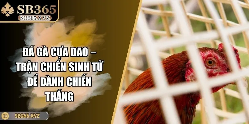 Đá Gà Cựa Dao – Trận Chiến Sinh Tử Để Dành Chiến Thắng