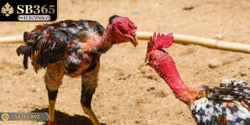 Đá gà cựa dao được đông đảo người dùng lựa chọn