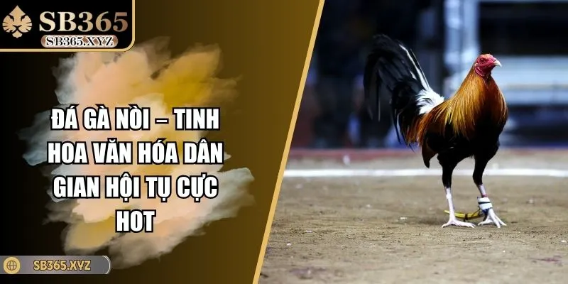 Đá Gà Nòi – Tinh Hoa Văn Hóa Dân Gian Hội Tụ Cực Hot