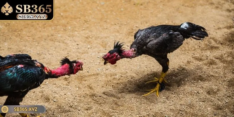 Nắm vững quy trình huấn luyện chiến kê chuẩn bài