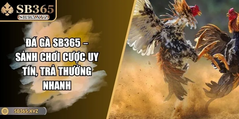 Đá gà SB365 – Sảnh Chơi Cược Uy Tín, Trả Thưởng Nhanh