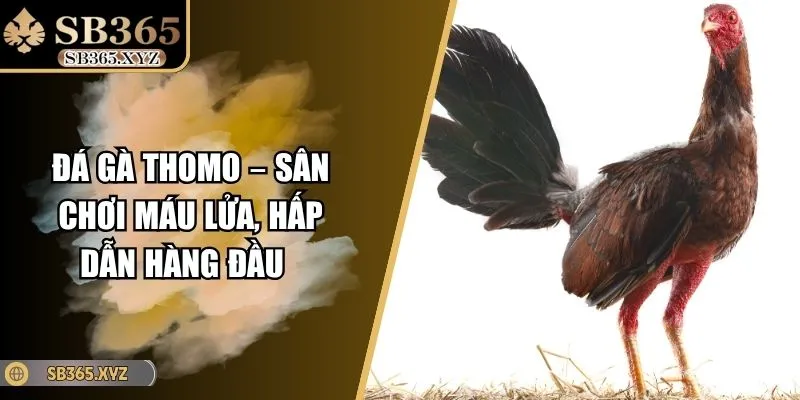 Đá Gà Thomo – Sân Chơi Máu Lửa, Hấp Dẫn Hàng Đầu