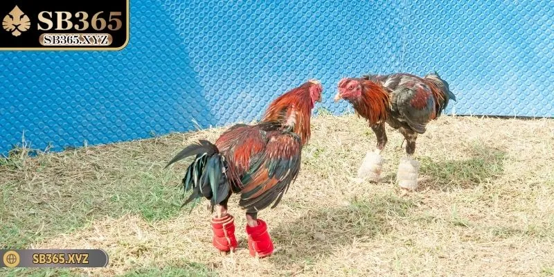 Bỏ túi những lưu ý khi tham gia đá gà tre tại nhà cái