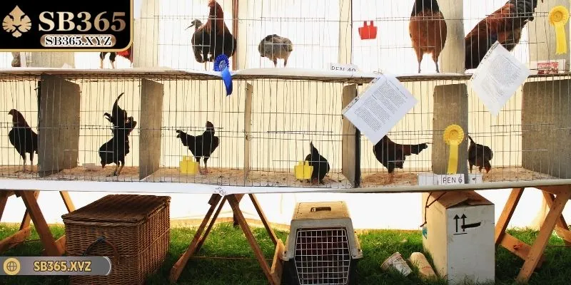 Có nhiều cách để chọn được chiến kê chuẩn chỉnh nhất